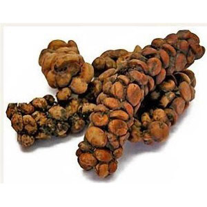 زباد